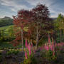 Joe Cornish Copperbeeches Foxgloves 21 06 19p0006101