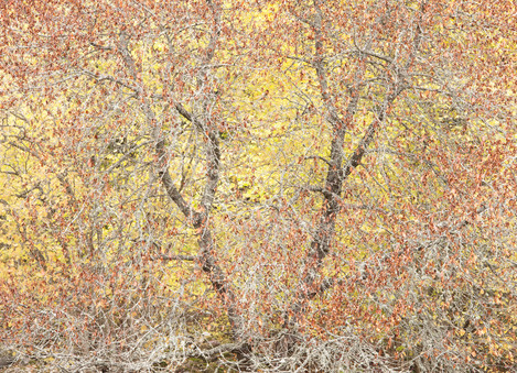 Johan Stadling Autumn Tree