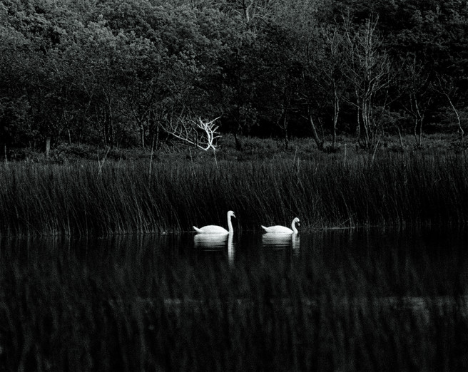 Swans At Dromore Wood, Co. Clare, Ireland