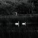 Swans At Dromore Wood, Co. Clare, Ireland