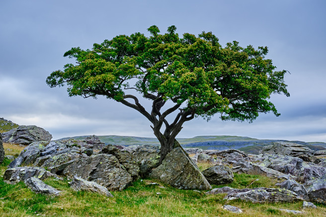 Lone Tree At Nober Erratics