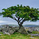 Lone Tree At Nober Erratics