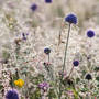 Paul Moon Devil'sbitscabious