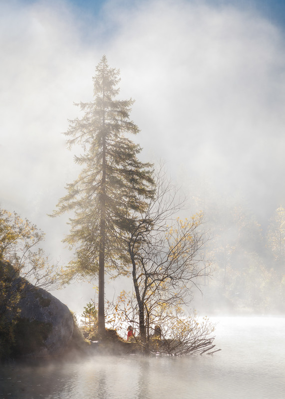 Pine Tree Hintersee