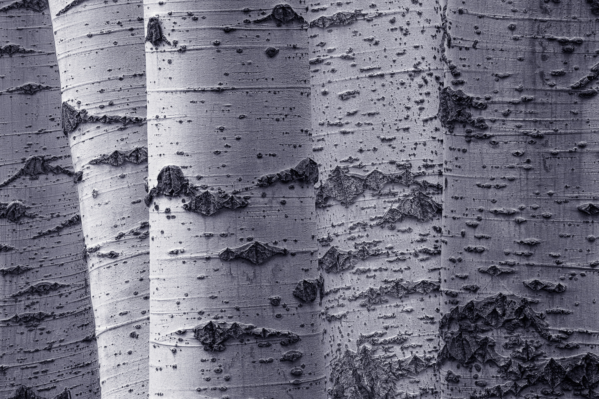 Six Aspen Trunks (2021)