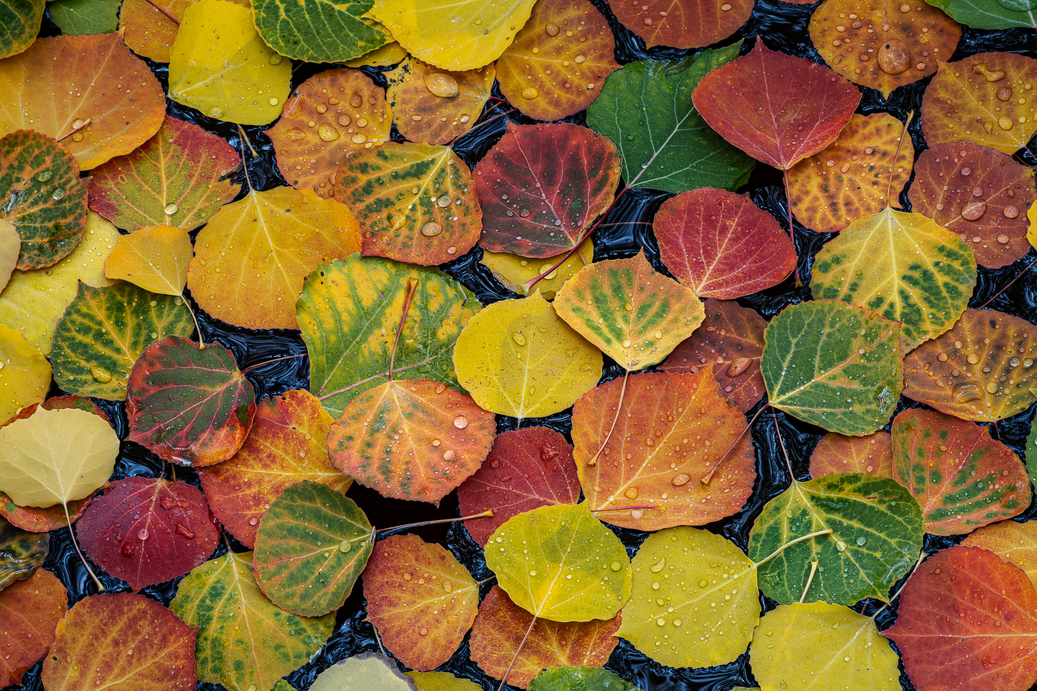 Tapestry Of Color (2021)