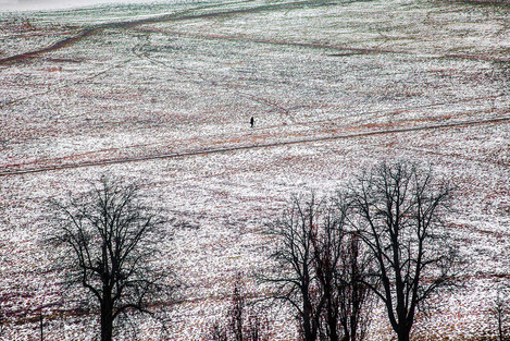 9 Gregor Radonjic Trees