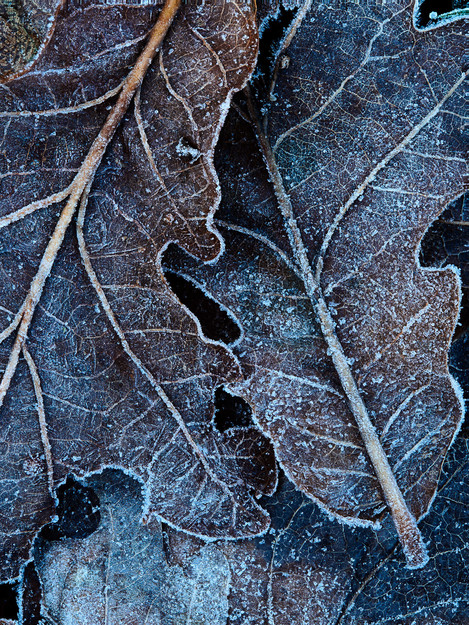 Adam Pierzchala Frosty Leaves 1