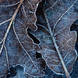 Adam Pierzchala Frosty Leaves 1