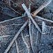 Adam Pierzchala Frosty Leaves 10