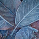 Adam Pierzchala Frosty Leaves 11