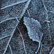 Adam Pierzchala Frosty Leaves 13