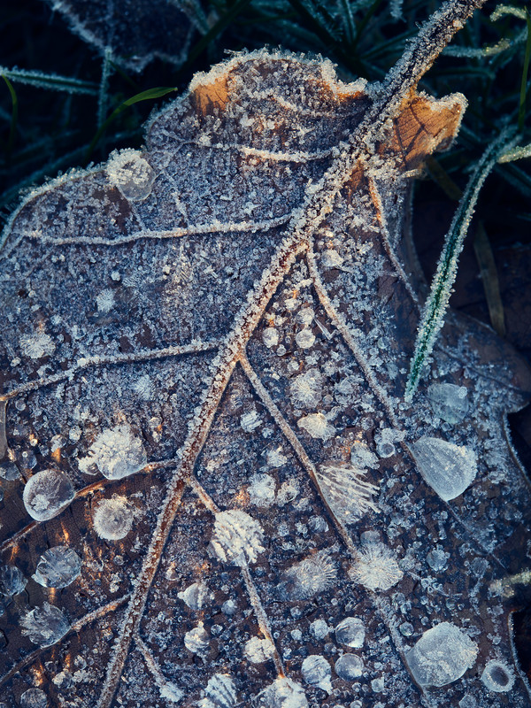 Adam Pierzchala Frosty Leaves 2