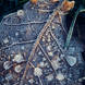 Adam Pierzchala Frosty Leaves 2