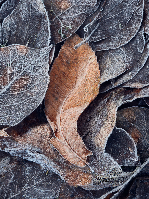 Adam Pierzchala Frosty Leaves 3