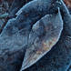 Adam Pierzchala Frosty Leaves 4