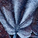 Adam Pierzchala Frosty Leaves 5