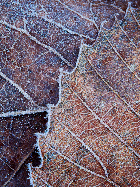 Adam Pierzchala Frosty Leaves 6