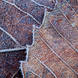 Adam Pierzchala Frosty Leaves 6