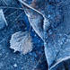 Adam Pierzchala Frosty Leaves 7