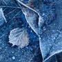 Adam Pierzchala Frosty Leaves 7
