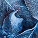 Adam Pierzchala Frosty Leaves 8