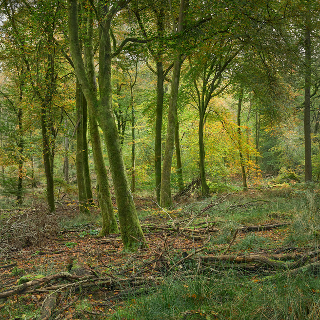 Natural Woodland