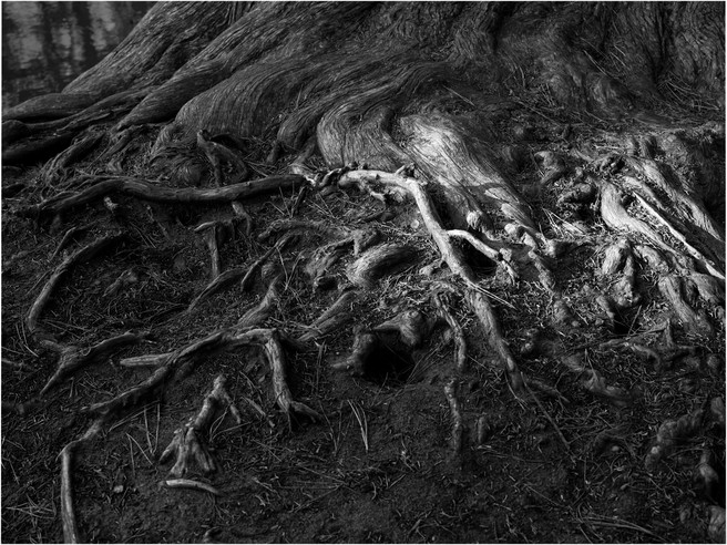 Tree Roots In Ggp