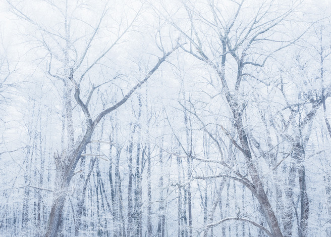 Winter Forest