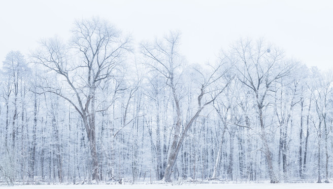 Winter Forest