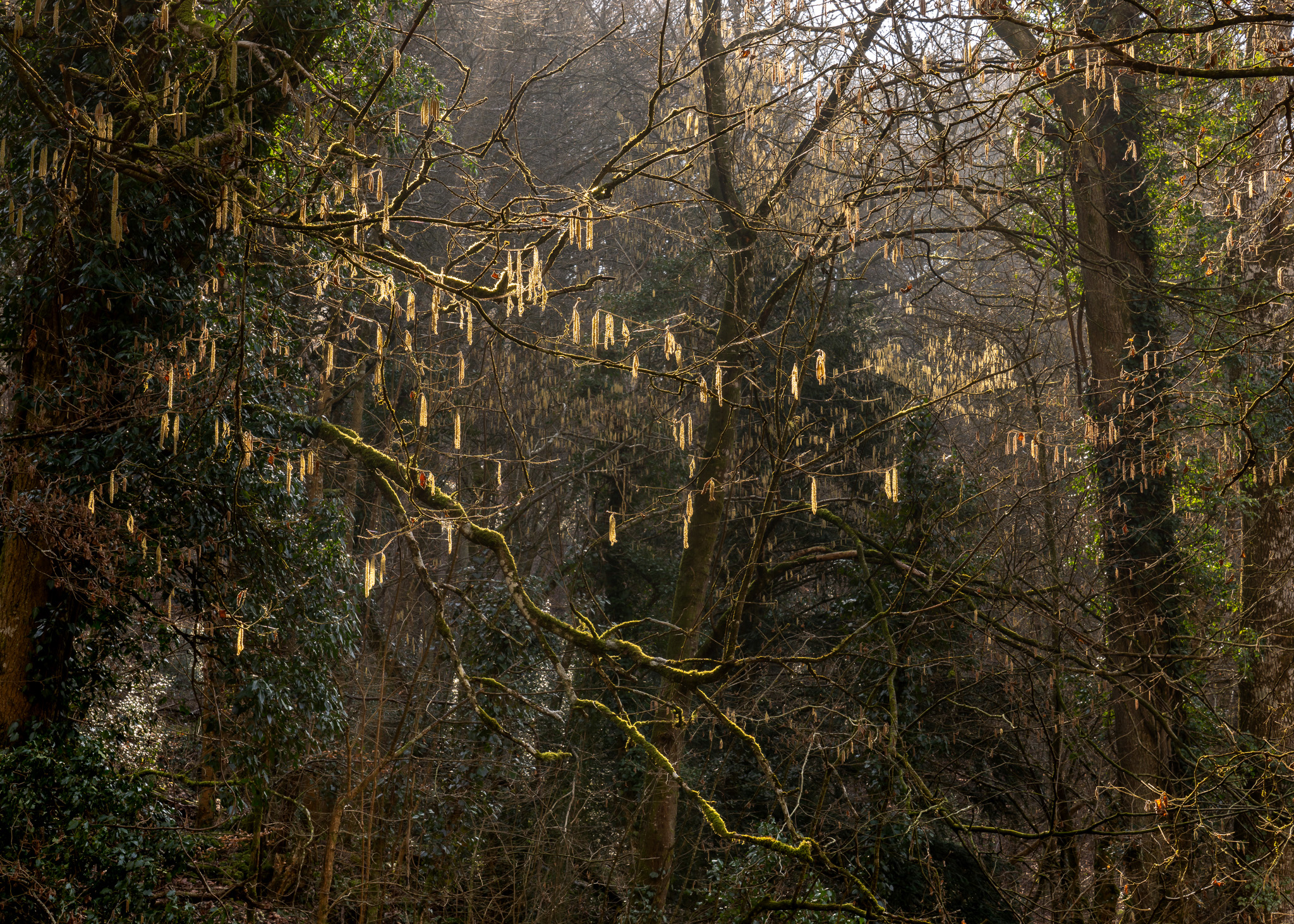 Amanda Harman Gv 0946