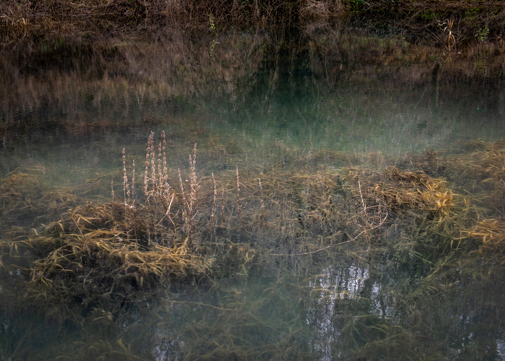 Amanda Harman Gv 2226