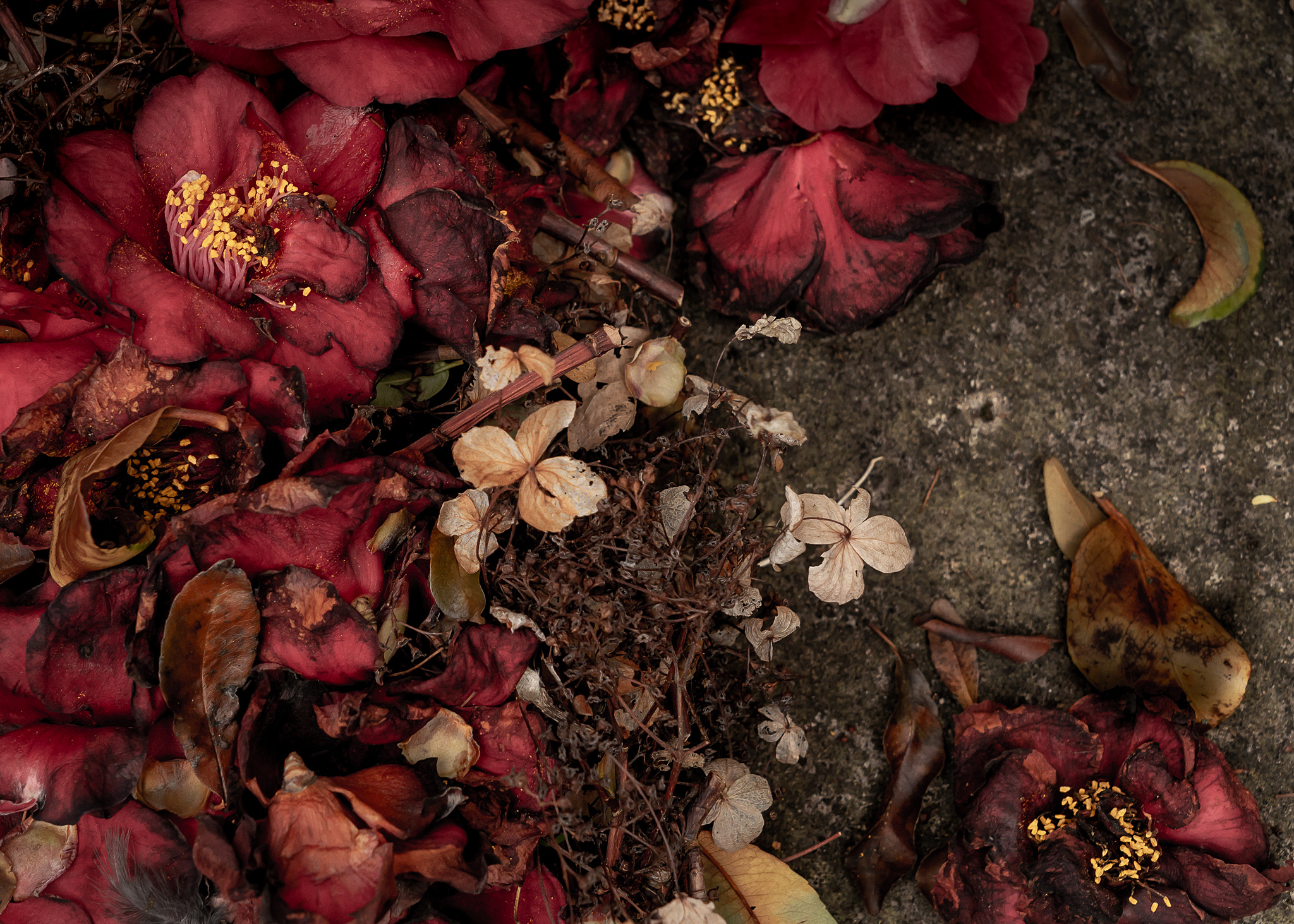 Amanda Harman Garden 1027