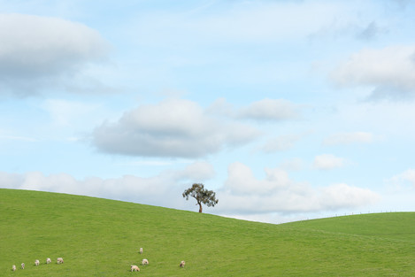 John Hardiman Landscape Poetography Yarra Valley Tree