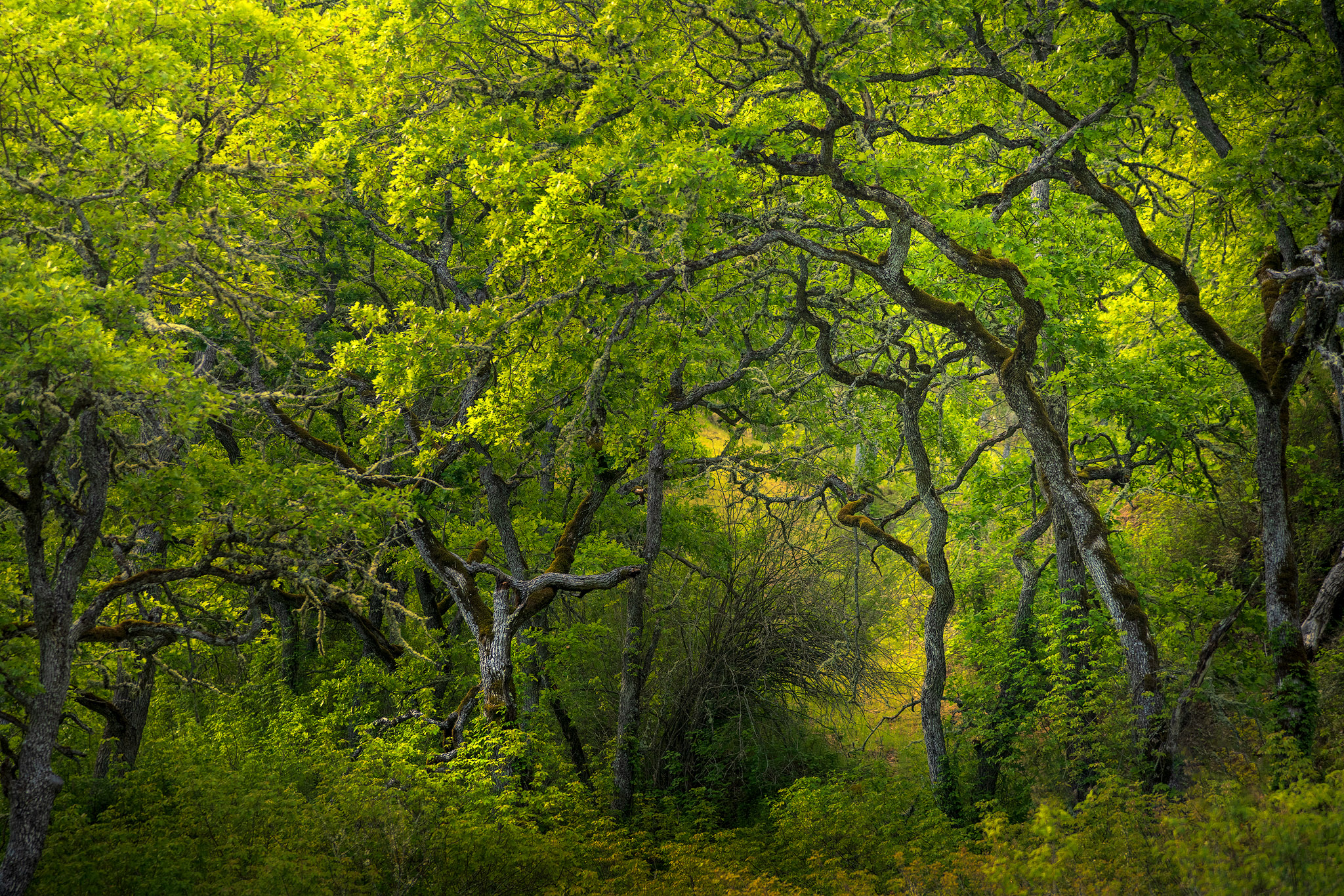 Klickitat Glow Master Copy