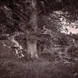 Overgrown Pillbox