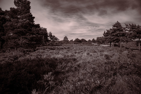 Rifle Range Ashdown Forest