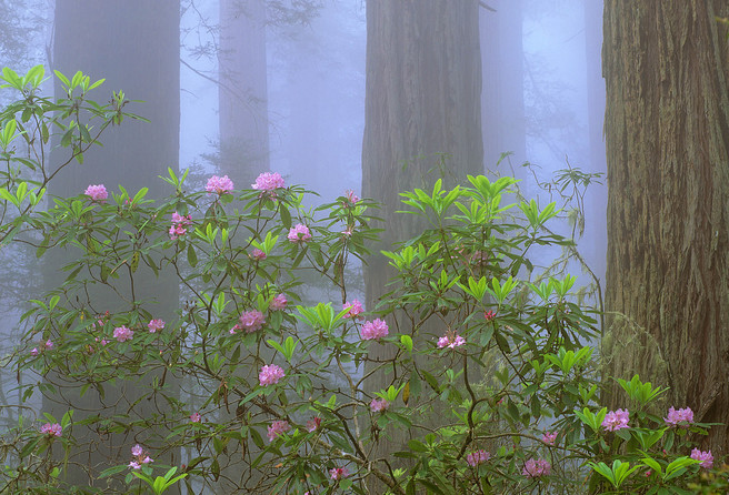 03 Rhododendrons Among Giant Redwoods, California (featured)