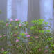 03 Rhododendrons Among Giant Redwoods, California (featured)