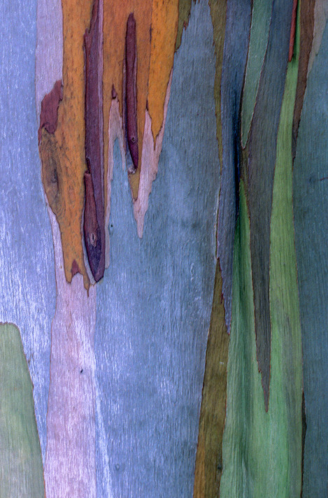 04 Rainbow Eucalyptus Bark, Kauai
