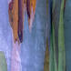 04 Rainbow Eucalyptus Bark, Kauai