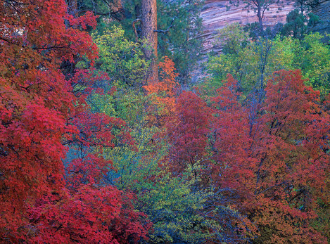 08 Layers Of Color, Autumn In Zion National Park