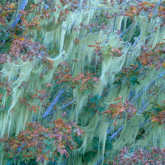 14 Autumn Moss, Duncans Mills, California (featured)