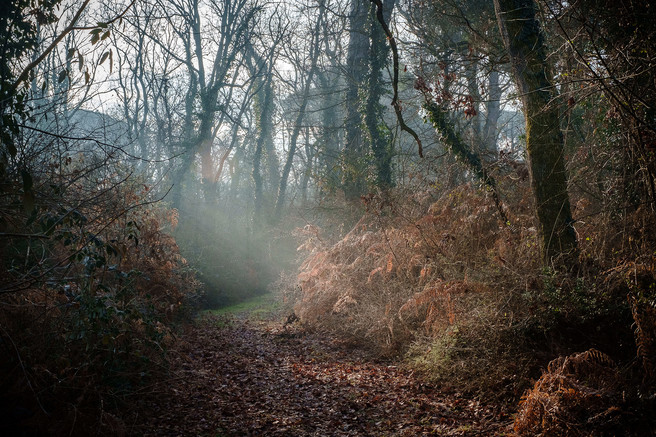 La Divina Foresta Spessa E Viva