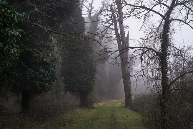 La Divina Foresta Spessa E Viva