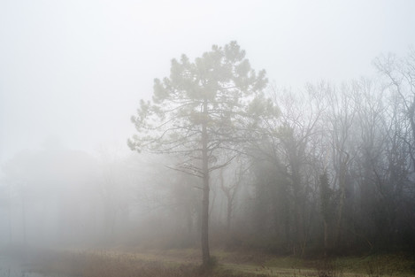 La Divina Foresta Spessa E Viva