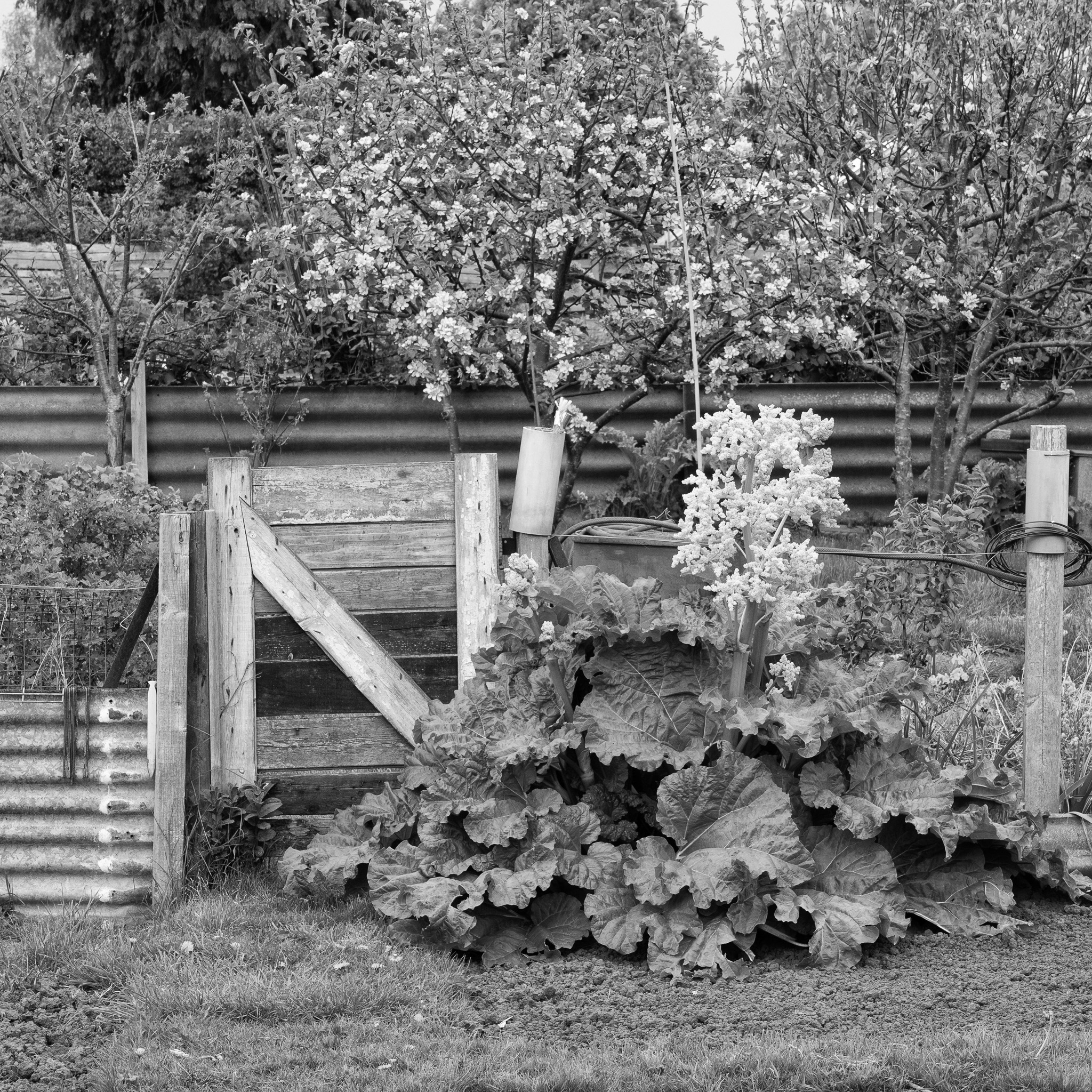 Allotments 06 On Landscape