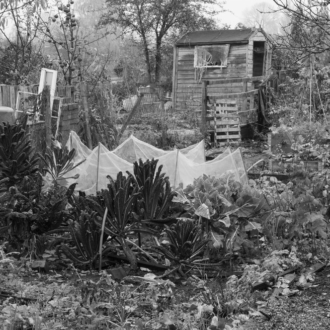 Allotments 08