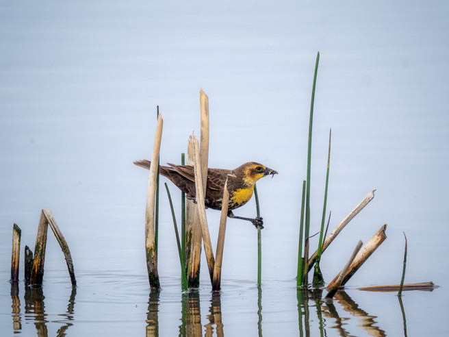 Birding At Frank Lake 1