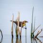 Birding At Frank Lake 1